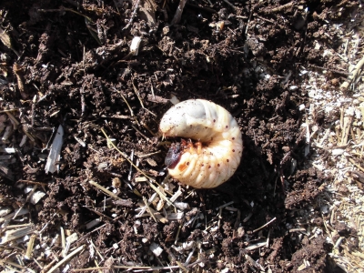 カブトムシ幼虫