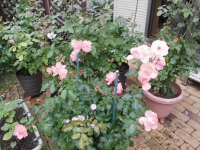 薔薇