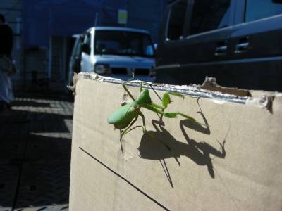カマキリ