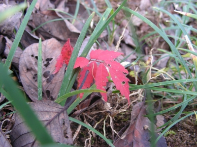 小さい紅葉