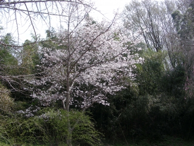 桜