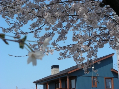 桜と角トップ