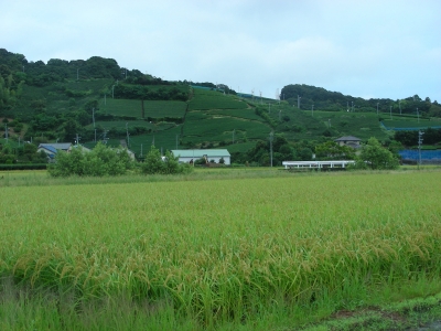 田んぼと茶畑