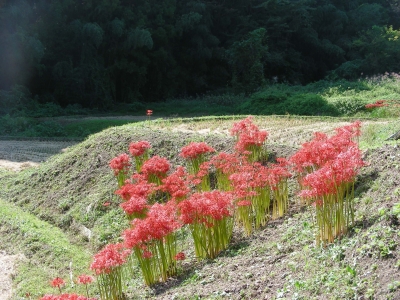 曼珠沙華