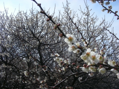 梅の花