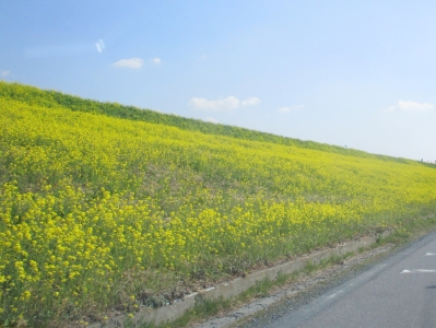 菜の花