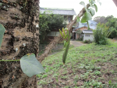 オオカマキリ