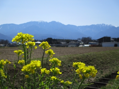 菜の花