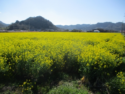 菜の花