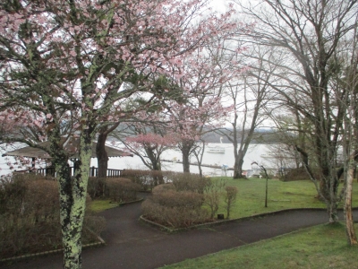 葉桜