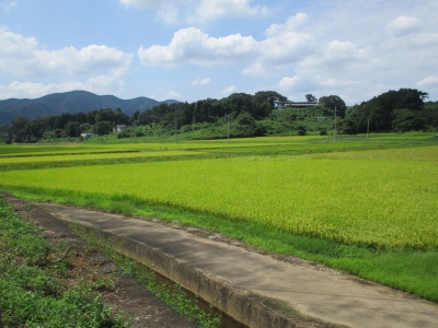 田んぼ