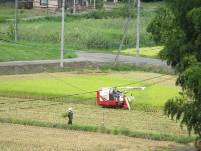 稲刈り