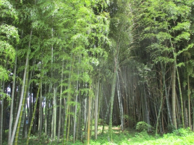 竹林
