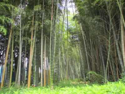 竹林