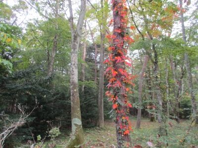 紅葉