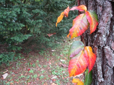 紅葉