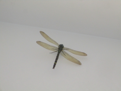 オニヤンマ