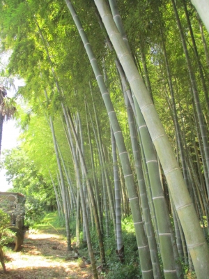 竹林