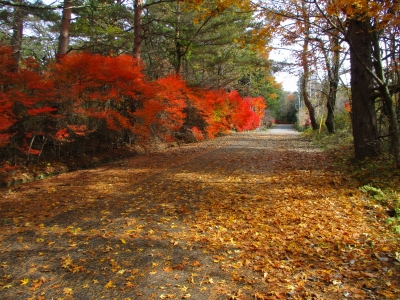 紅葉