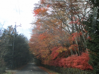 紅葉