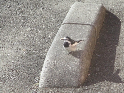 ハクセキレイ