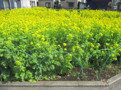 菜の花