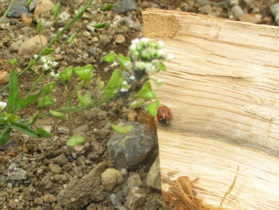 てんとう虫