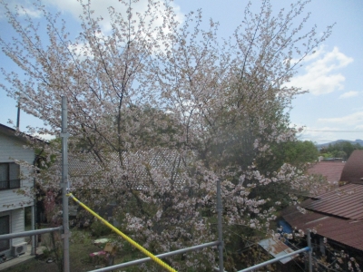 桜