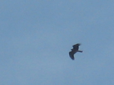 IMG_92871.JPG