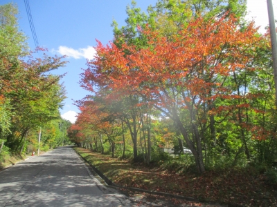 紅葉