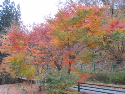 紅葉
