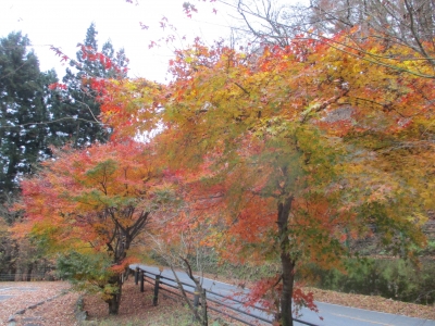 紅葉
