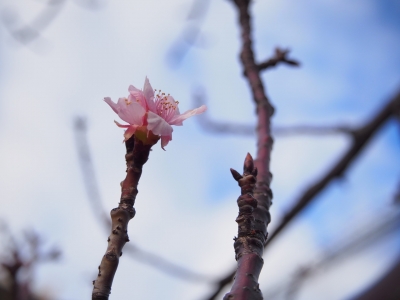 河津桜