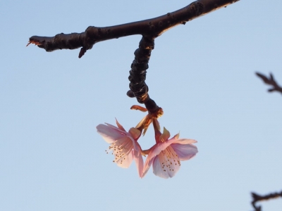 河津桜