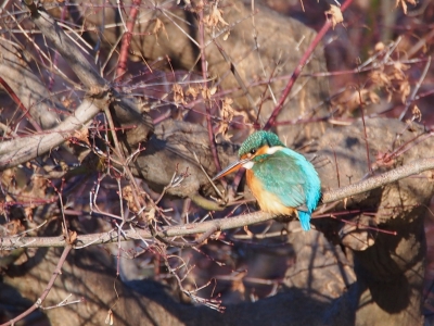 カワセミ