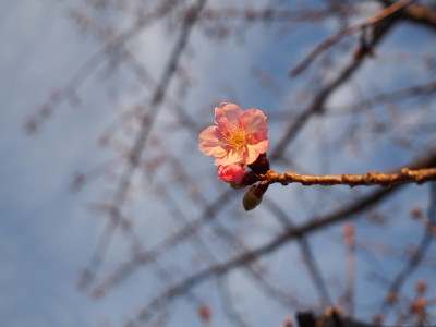 河津桜