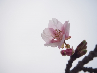 河津桜