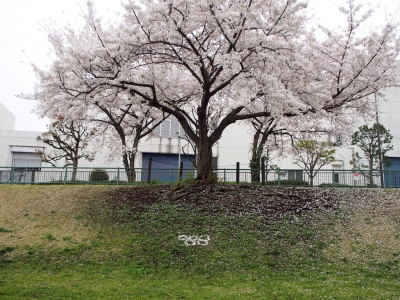 桜