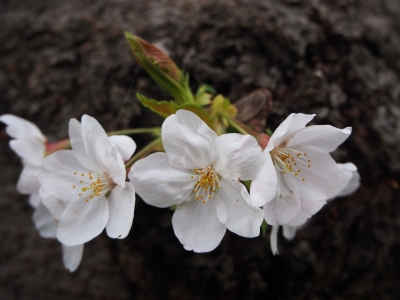 桜