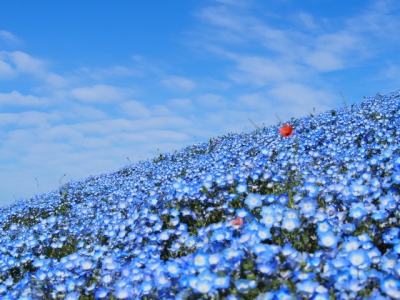 ネモフィラと青空