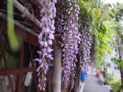 藤の花