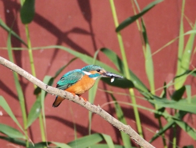カワセミ
