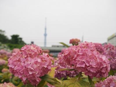 紫陽花とスカイツリー