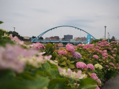 紫陽花