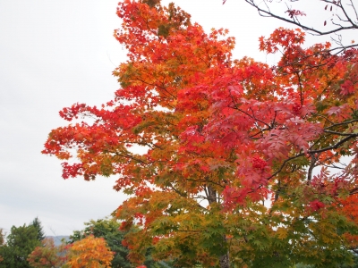 葛巻の紅葉