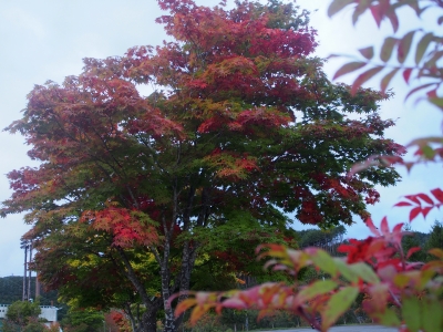 紅葉