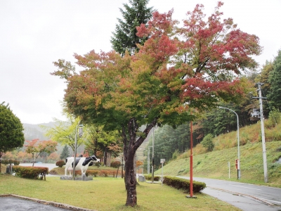 紅葉