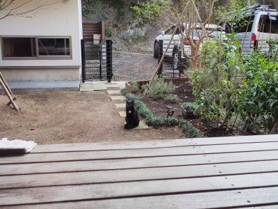 猫ちゃん