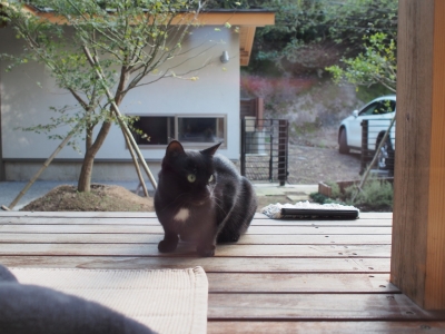 猫ちゃん