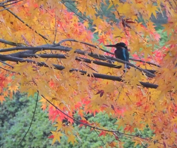 紅葉とカワセミ